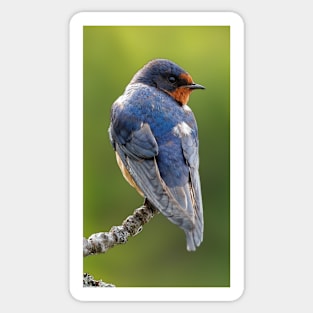 Profile of a Barn Swallow Sticker